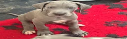 Great Dane dogs for sale: High Quality Great Dane Puppies - Advert 31