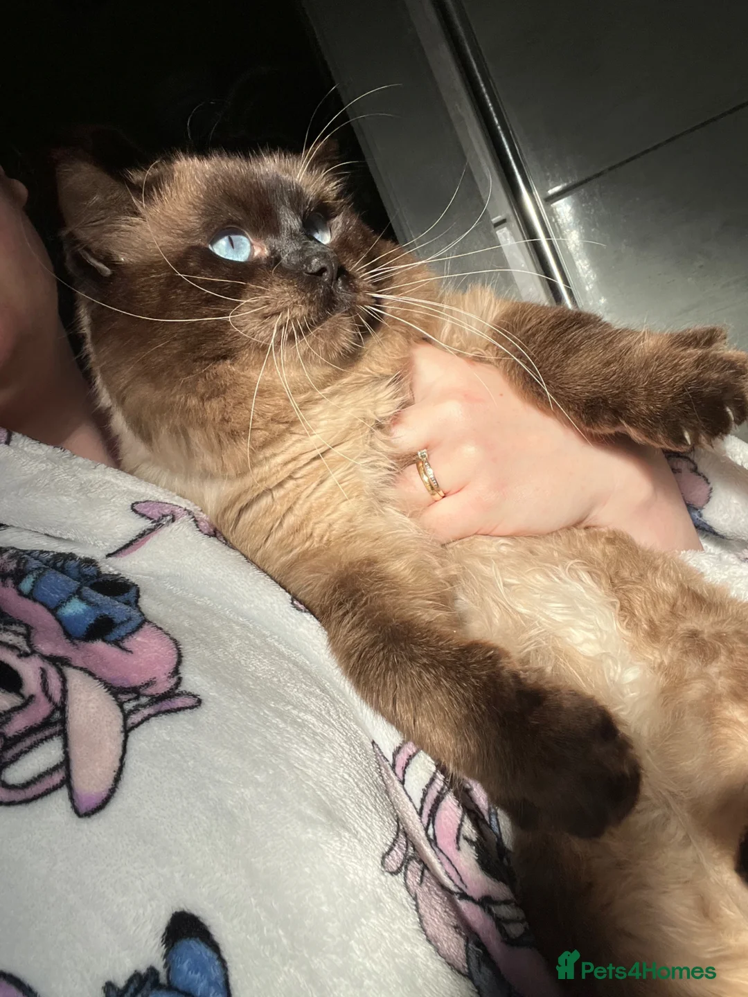 Ragdoll cats for sale: Stunning ragdoll male  - Advert 2