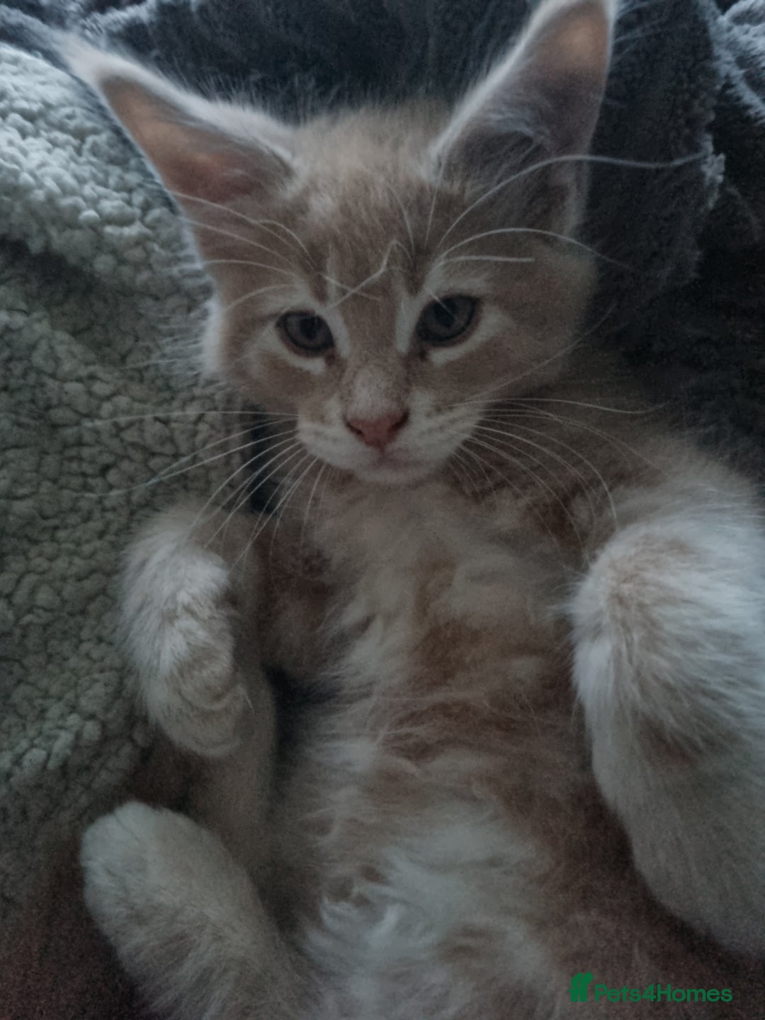 Maine Coon cats for sale: Beautiful fluffy Maine Coon Kittens - Image 5