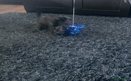 Mixed Breed cats for sale: 2 male 2 female kittens - Image 12
