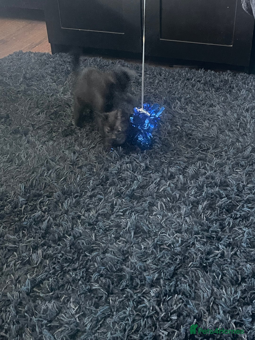 Mixed Breed cats for sale: 2 male 2 female kittens - Image 12