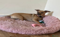Jack Russell dogs for sale: Jack Russell Girl  - Image 5