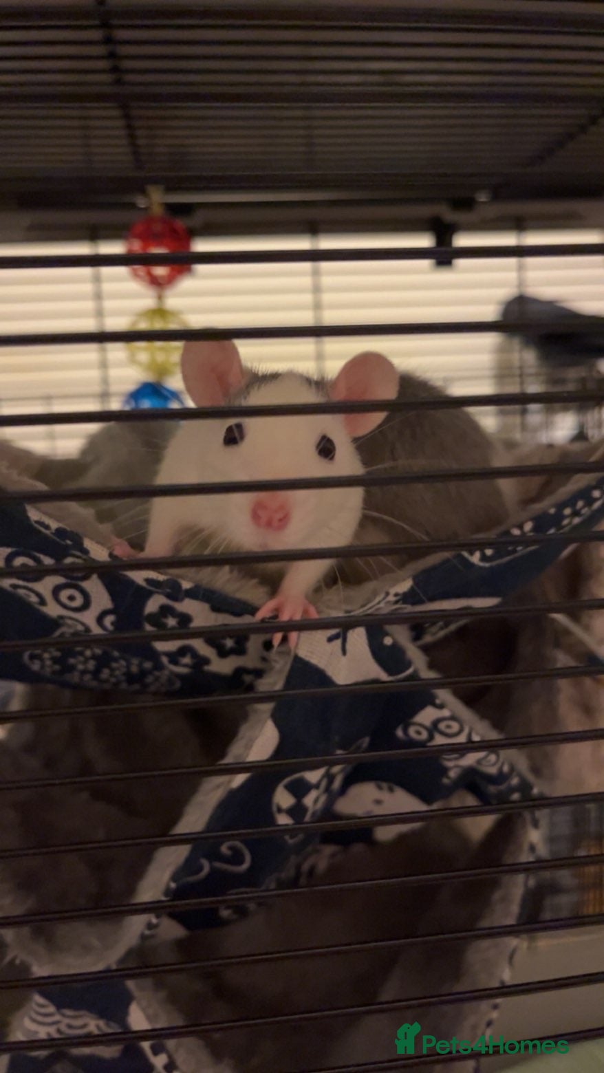 Rat rodents 2 female rats grey and white  - Advert 1