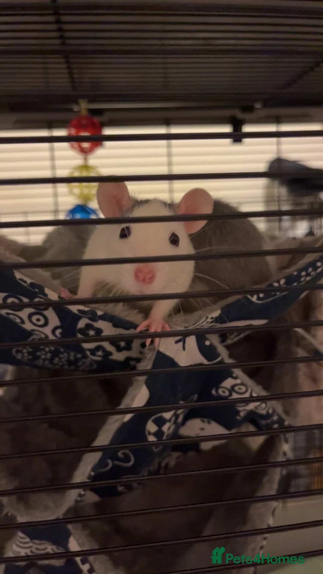 Rat rodents for sale: 2 female rats grey and white  - Advert 1