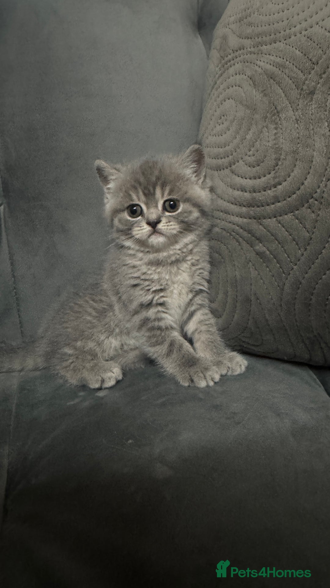 British Shorthair cats for sale: 5 British shorthair kittens  - Advert 11
