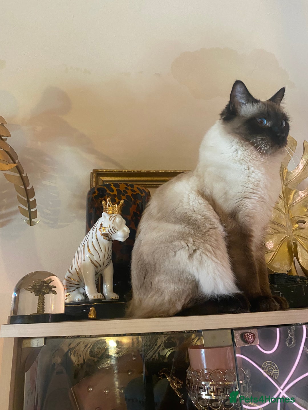 Ragdoll cats for stud: Fabulous Ragdoll for Stud  - Image 4