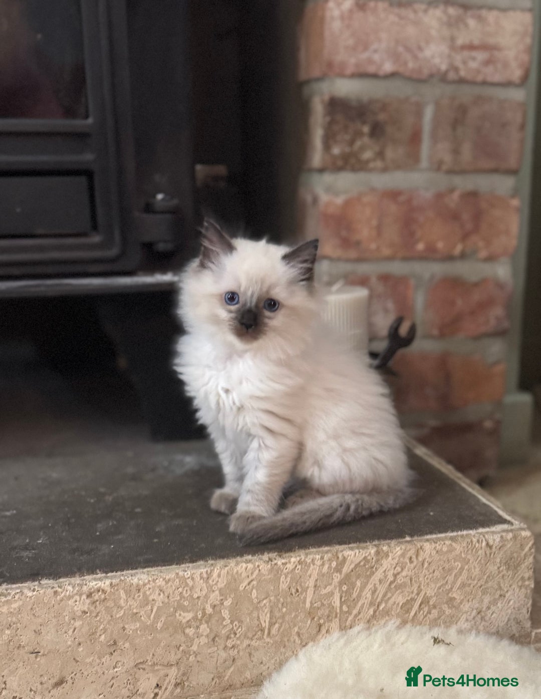 Ragdoll cats for sale: DNA tested Ragdolls - Advert 20