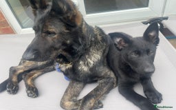 German Shepherd dogs for sale: German Shepherd Puppies-Trained Protection Parents - Image 2