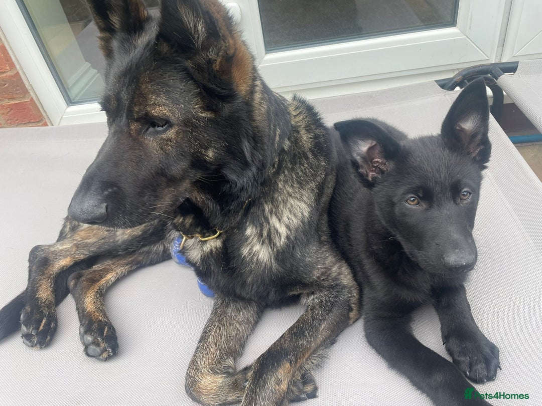 German Shepherd dogs for sale: German Shepherd Puppies-Trained Protection Parents - Image 2