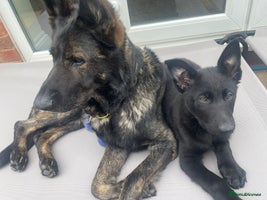 German Shepherd dogs - Advert 8