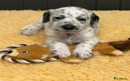 Mixed Breed dogs for sale: Rare Dalmadoodles - Image 1