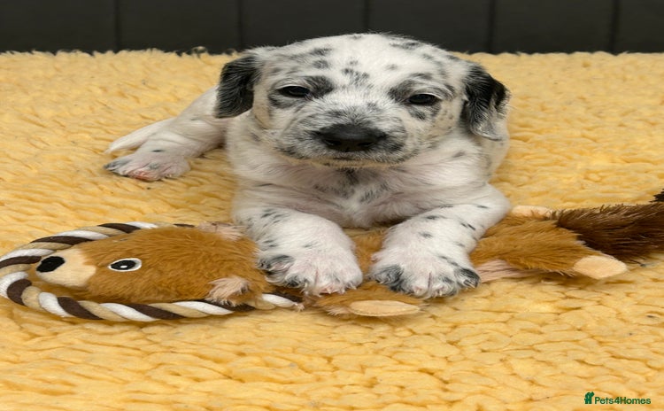 Mixed Breed dogs - Advert 1