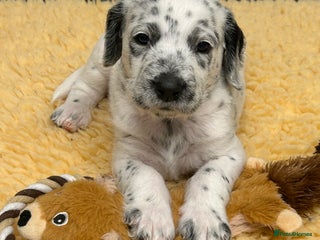 Mixed Breed dogs - Advert 3