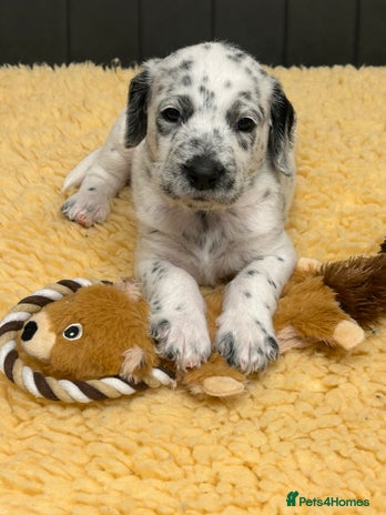 Mixed Breed dogs - Advert 3