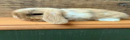 Mini Lop rabbits for sale: MINI LOP BUNNIES - PEDIGREE  - Advert 31