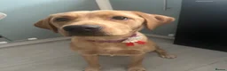 Labrador Retriever dogs for sale: Yellow Labrador in Maidstone - Advert 2