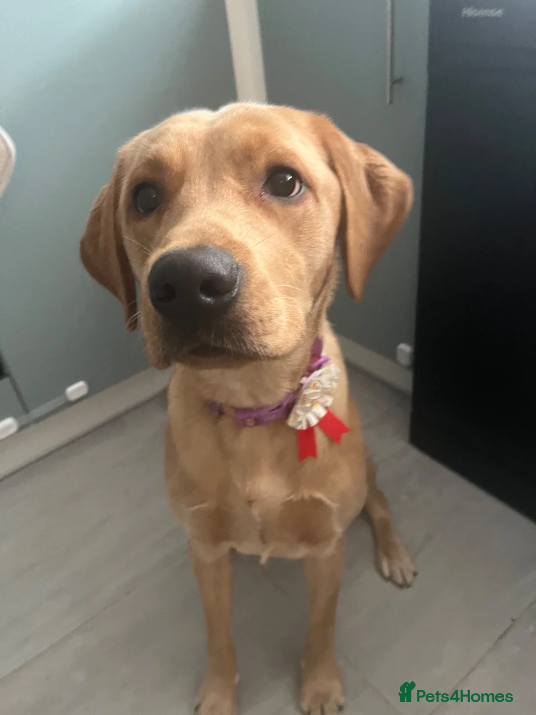 Labrador Retriever dogs for sale: Yellow Labrador in Maidstone - Advert 2