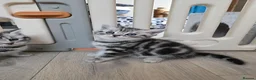 British Shorthair cats for sale: Original BSH Silver Tabby kittens  - Advert 14