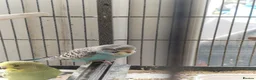 Budgerigars birds for sale: Beautiful baby budgies  - Advert 9