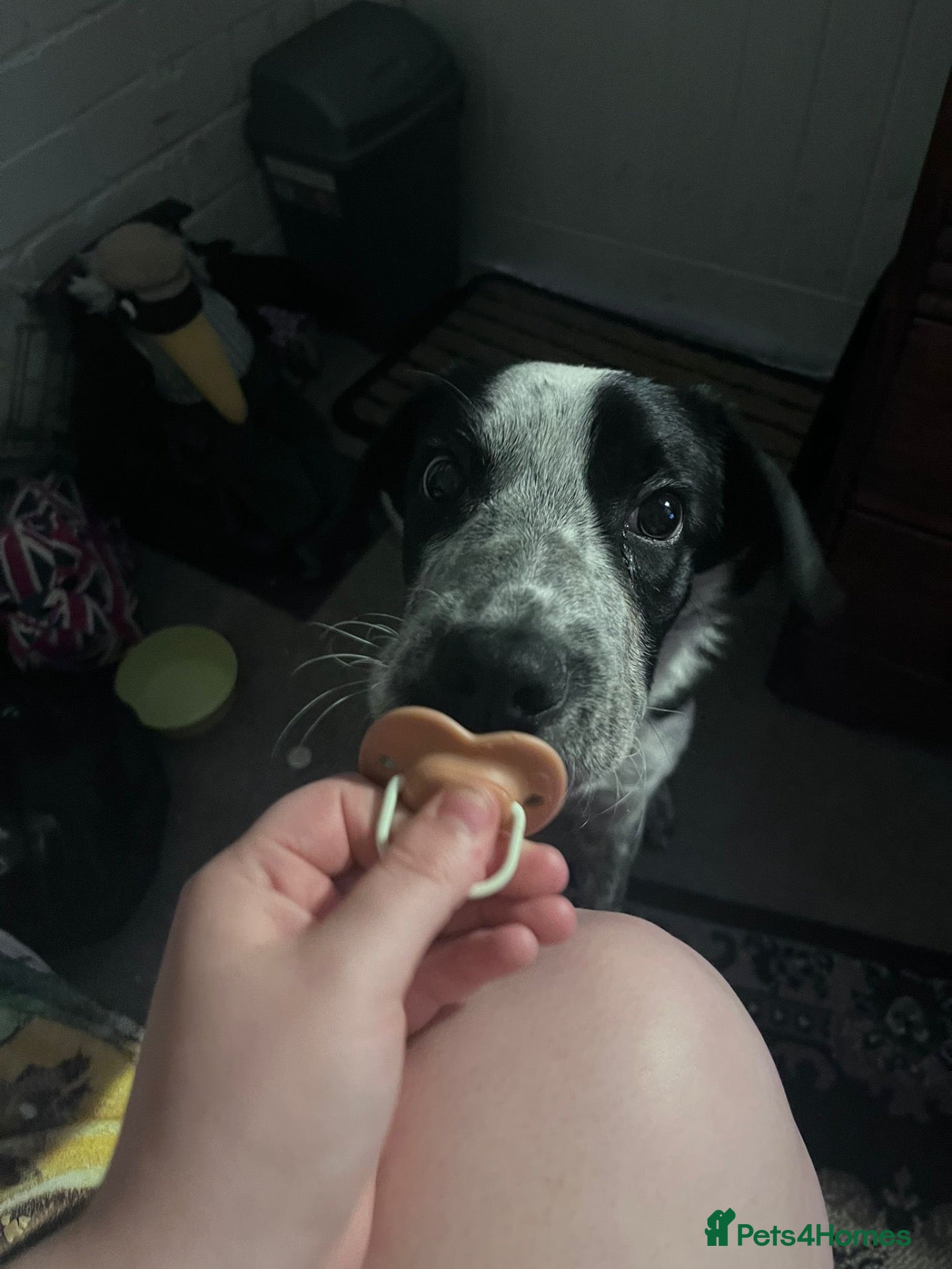 Mixed Breed dogs 11 month old border collie cross - Advert 2