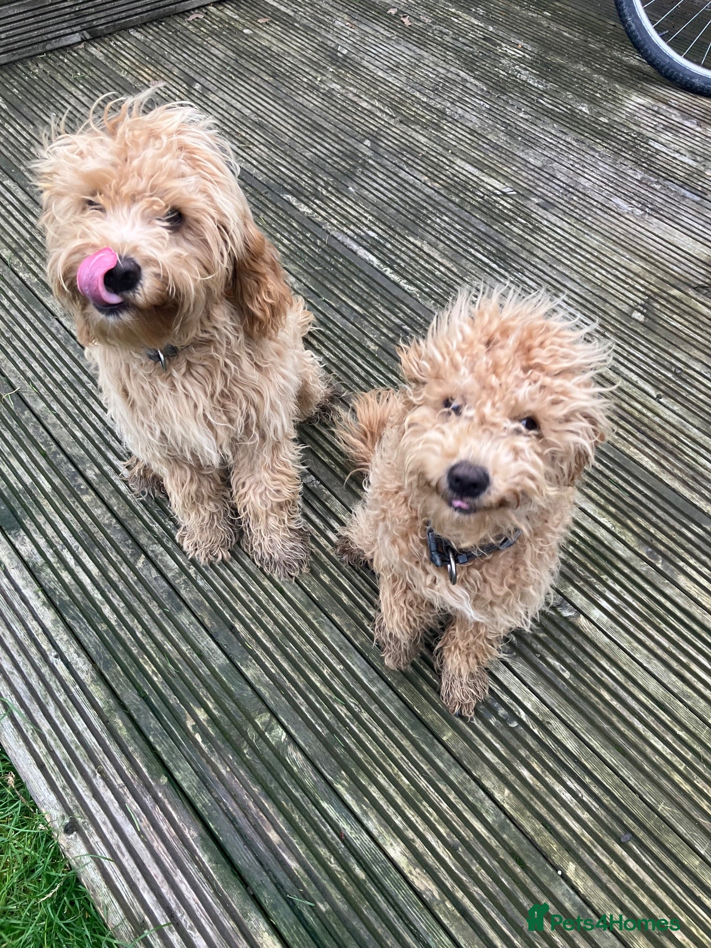 Cockapoo dogs 2 male cockapoo for sale  - Advert 1