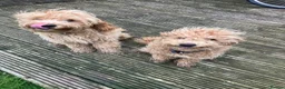 Cockapoo dogs for sale: 2 male cockapoo for sale  - Advert 1