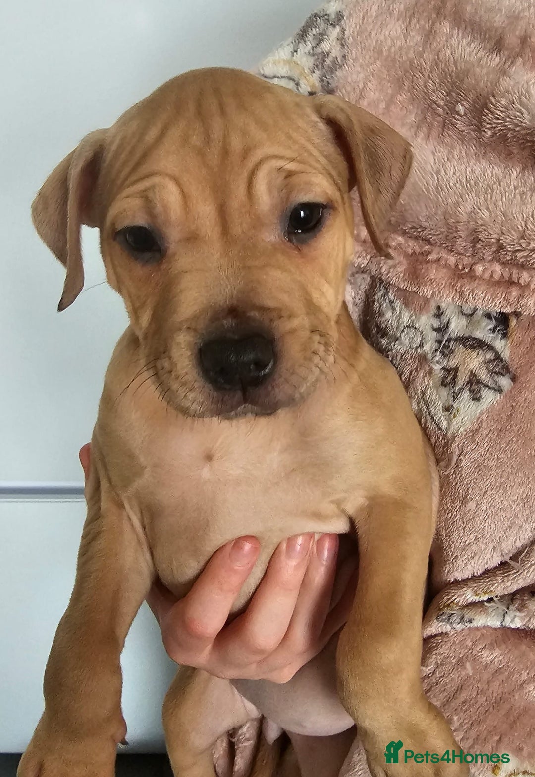 Mixed Breed dogs for sale: Bullmastiff cross pocket bully - Advert 12
