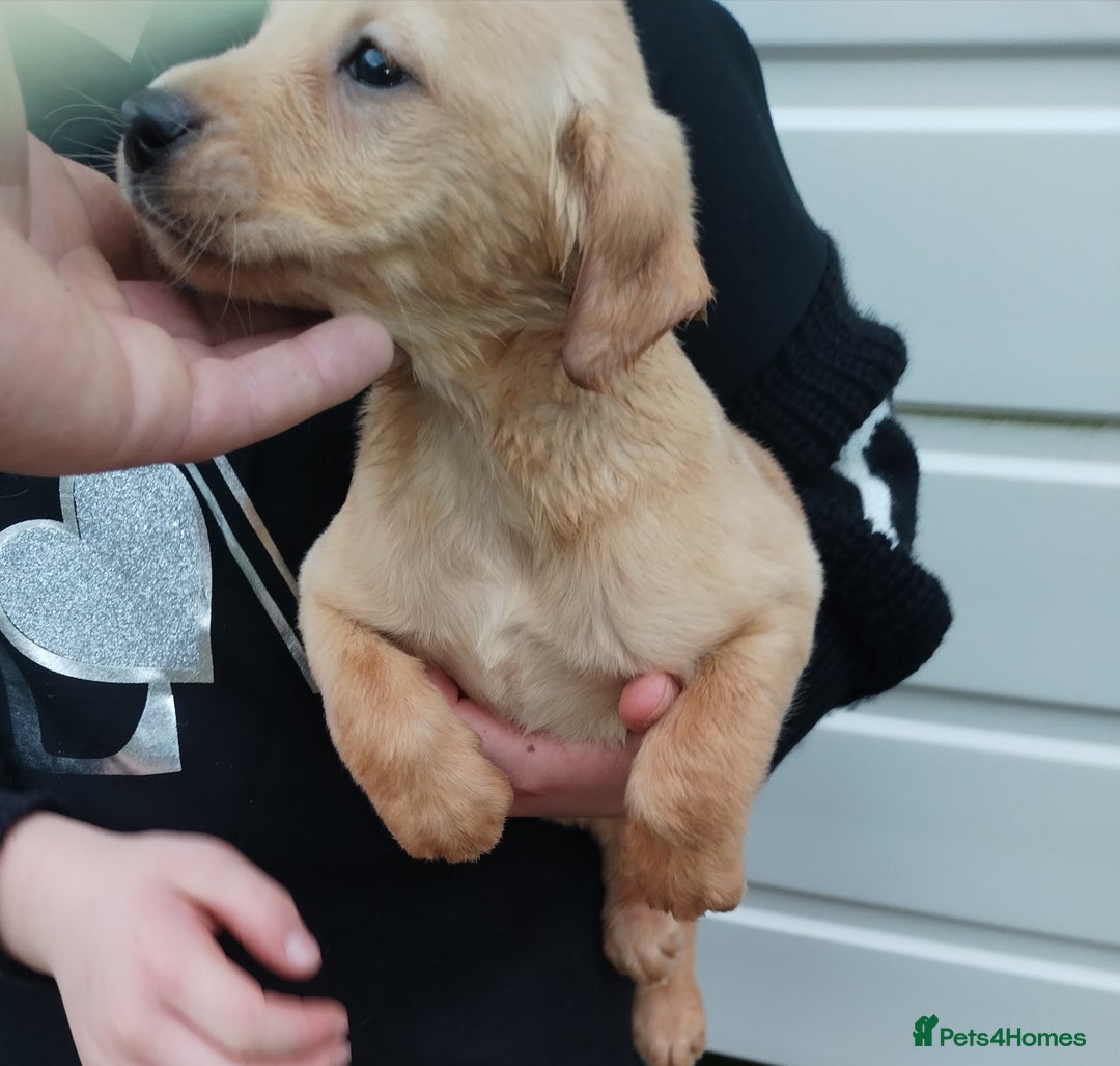 Labrador Retriever dogs for sale: Labrador puppies  - Advert 16