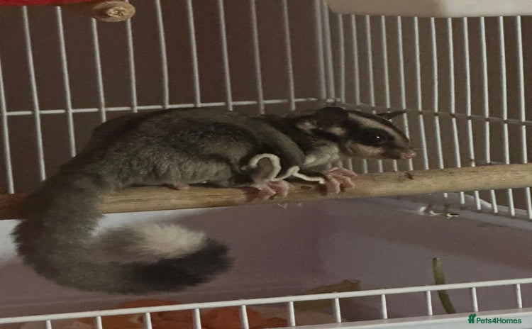 Sugar Glider rodents - Advert 1