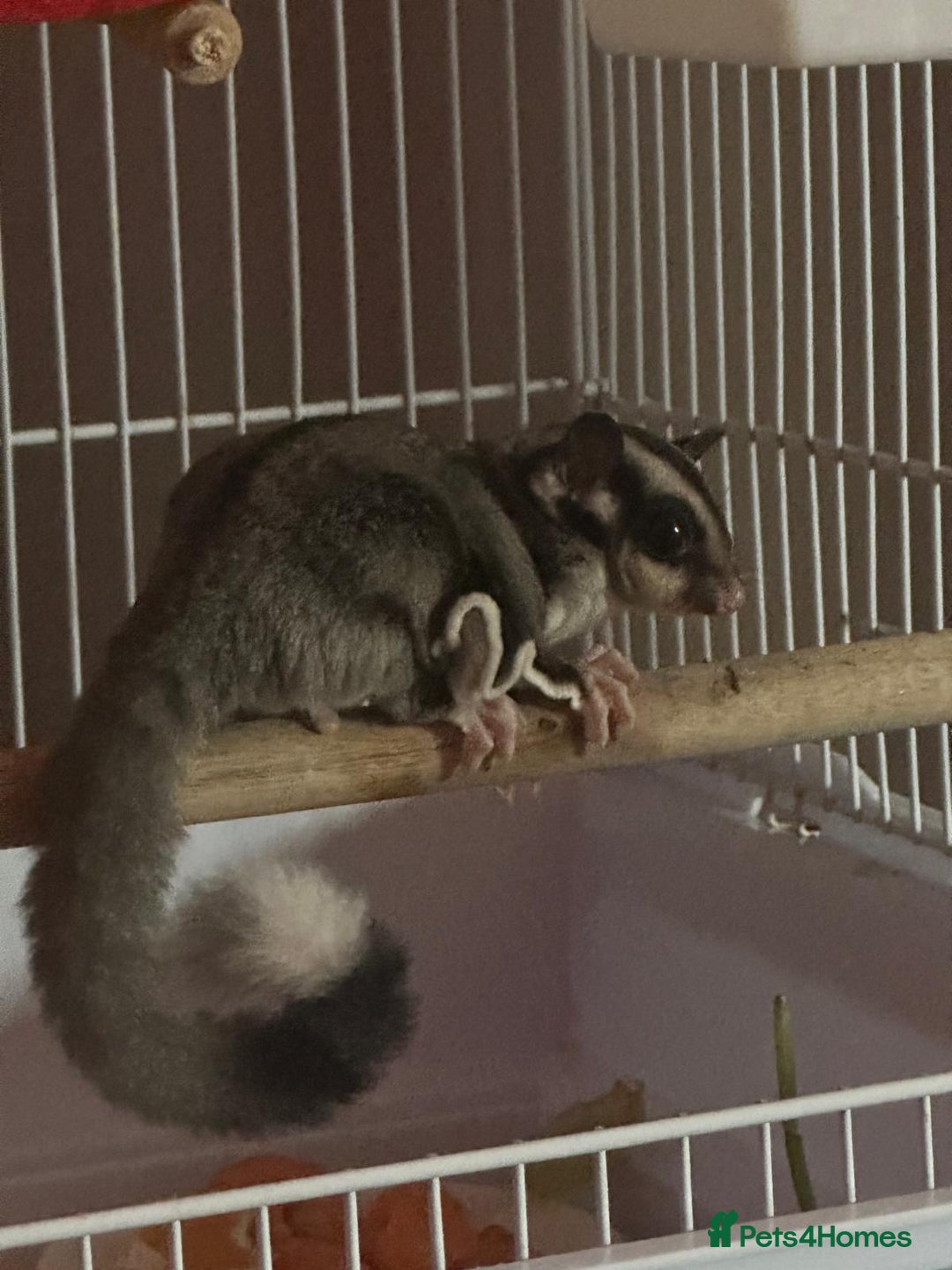 Sugar Glider rodents for sale: Male sugar glider 9 month old  - Image 1