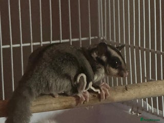 Sugar Glider rodents - Advert 7