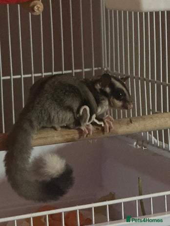 Sugar Glider rodents - Advert 3