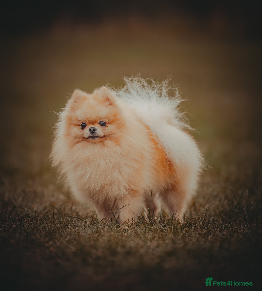 Pomeranian dogs for stud: Prince George Bridgeton 👑 - Image 7