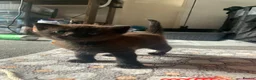 British Shorthair cats for sale: Beautiful, friendly kittens for sale (1 boy left) in Petworth - Advert 8