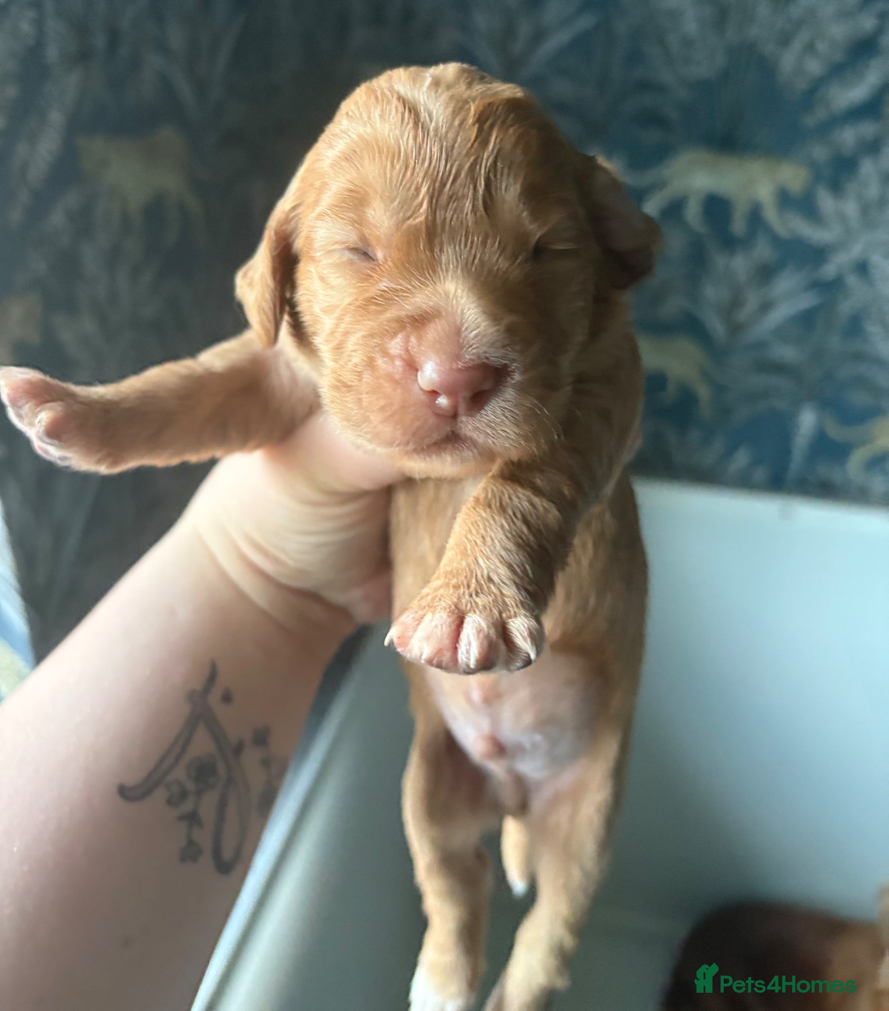 Cocker Spaniel dogs KC GOLDEN WORKING COCKERS HEALTH TESTED PARENTS !! - Advert 1