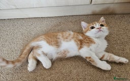 Scottish Fold cats for sale: Adorable Scottish fold Straight Ears Kittens - Image 10