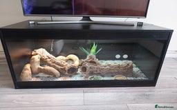 Bearded Dragon reptiles for sale: Male bearded dragon and full set up  - Image 1