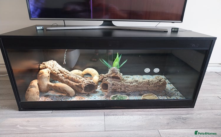 Bearded Dragon reptiles - Advert 1