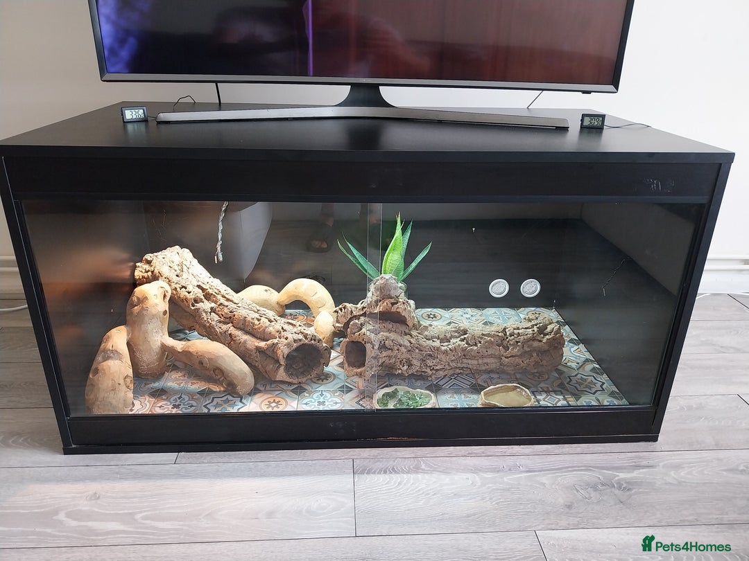 Bearded Dragon reptiles for sale: Male bearded dragon and full set up  - Image 1