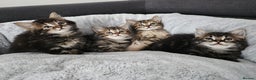 Mixed Breed cats for sale: MaineCoon x Ragdoll kittens - Advert 5