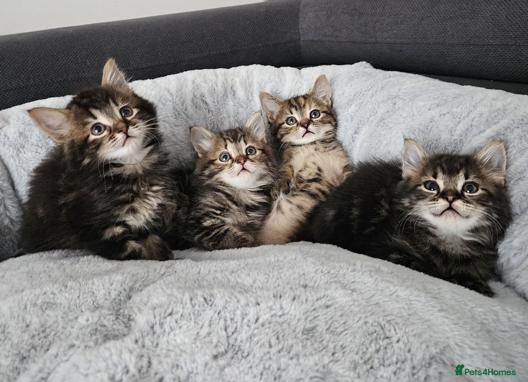 Mixed Breed cats for sale: MaineCoon x Ragdoll kittens - Advert 5