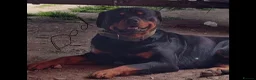 Rottweiler dogs for sale: Rottweiler puppy  - Advert 3