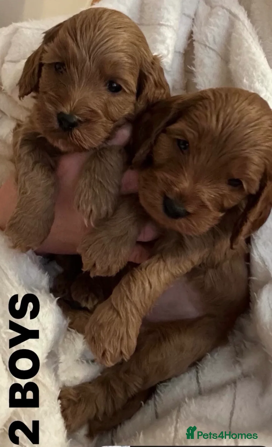 Cockapoo dogs for sale: Cockapoo Puppies - Advert 2