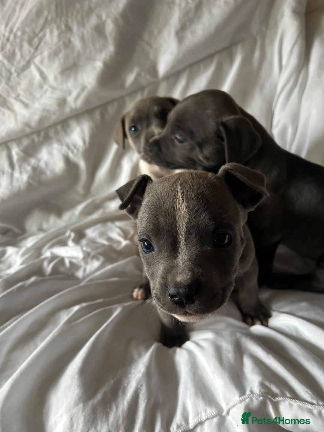 Mixed Breed dogs for sale: Staffordshire bull terrier X Cane Corso Puppies - Advert 2