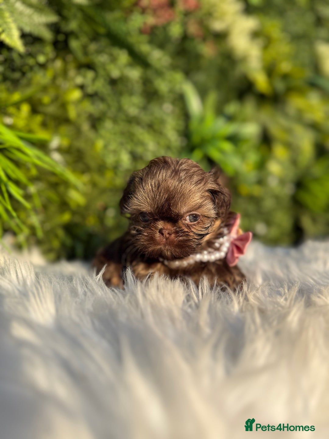 Shih Tzu dogs for sale: 💕Last Girl💕KC REG Imperial Shihtzu babydoll face - Image 23