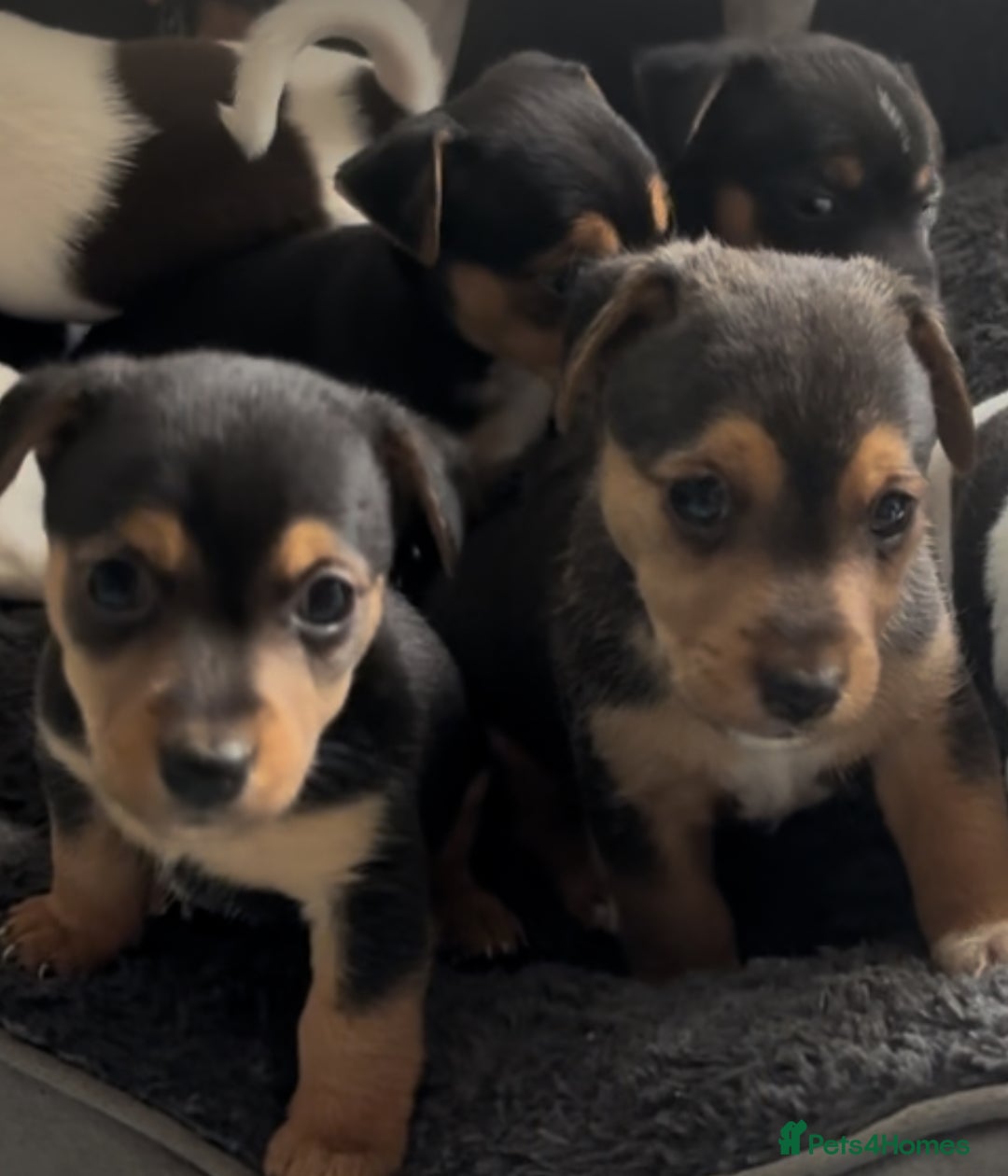 Jack Russell dogs for sale: Beautiful friendly puppies - Image 4