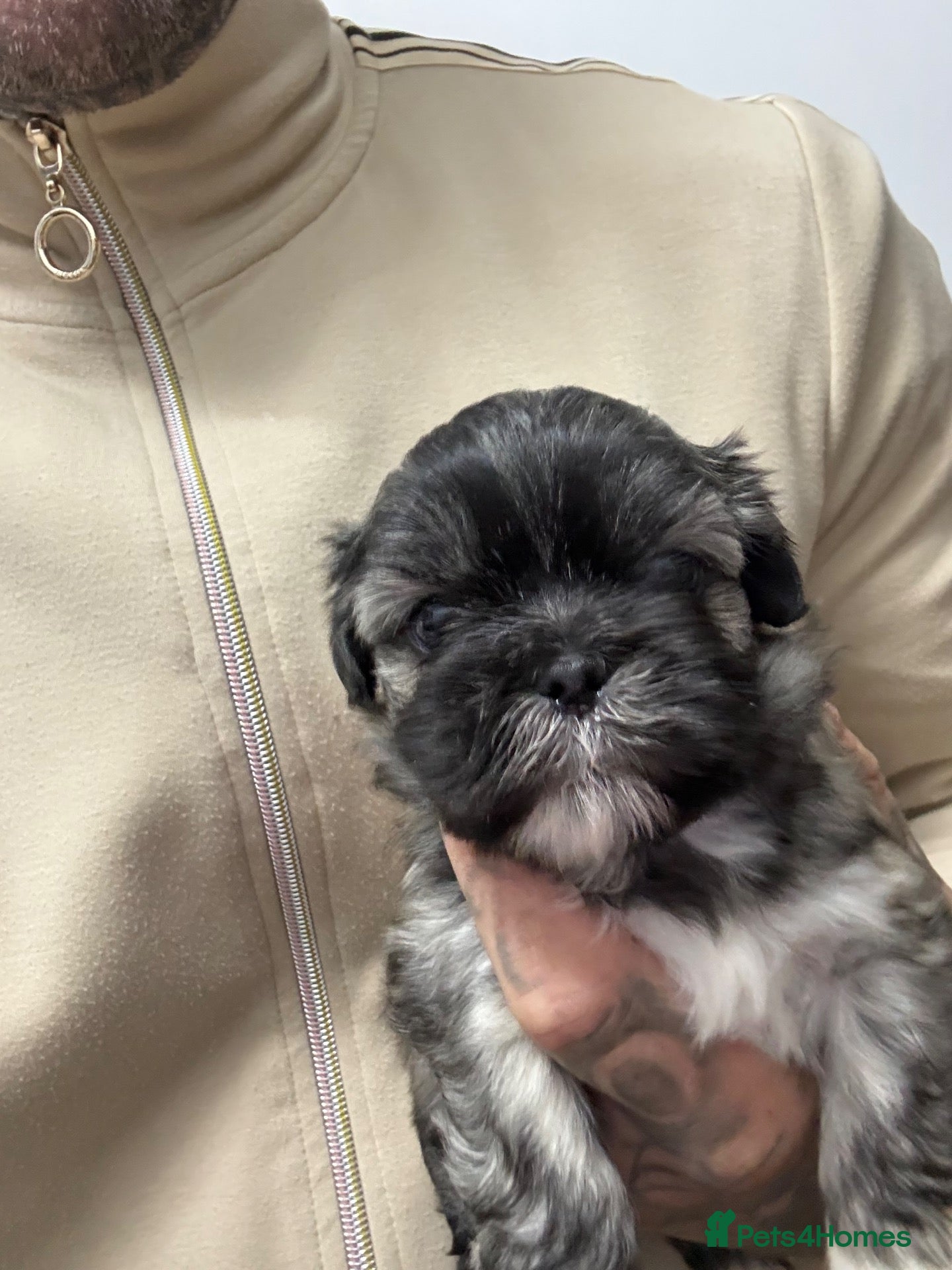 Lhasa Apso dogs *JUST 2 BEAUTIFUL GIRLS LEFT* - Advert 2