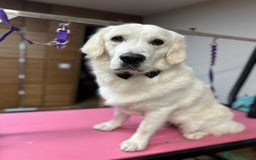 Golden Retriever dogs for stud: Golden Retriever stud dog  - Image 3