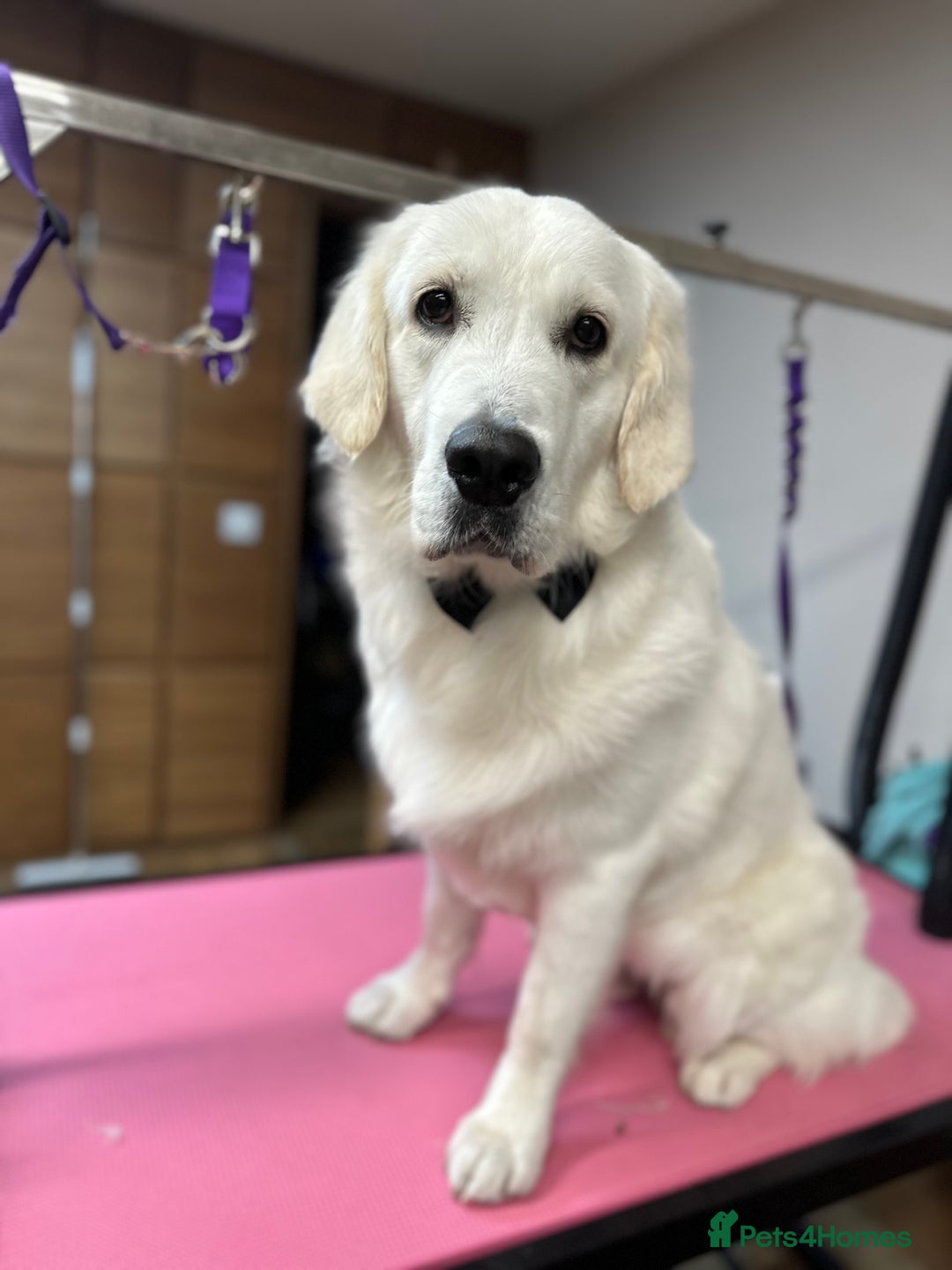 Golden Retriever dogs for stud: Golden Retriever stud dog  - Image 3