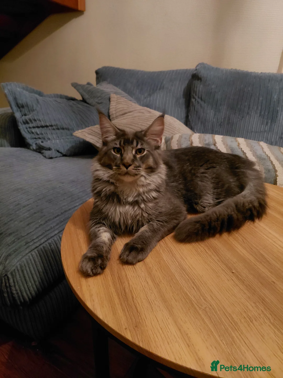 Maine Coon cats for sale: Rehoming Male blue ticked tabby  - Advert 1
